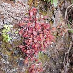 Drosera communis