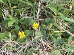 Calyptocarpus vialis