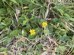 Calyptocarpus vialis