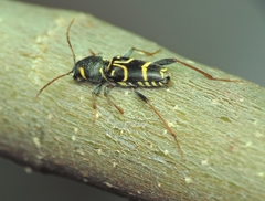 Xylotrechus antilope