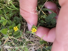 Calyptocarpus vialis