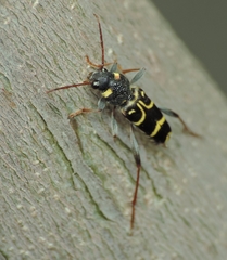 Xylotrechus antilope