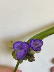 Tradescantia virginiana