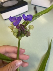 Tradescantia virginiana