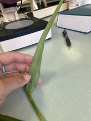 Tradescantia virginiana