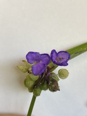Tradescantia virginiana