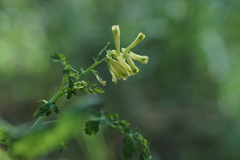 Corydalis balansae