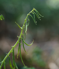 Corydalis balansae