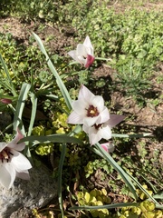 Tulipa clusiana