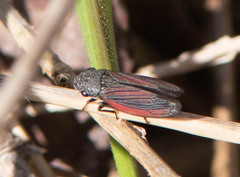 Cuerna striata