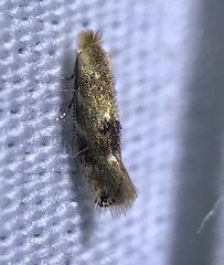 Oak Skeletonizer Moth