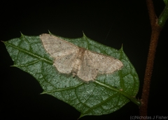 Idaea pilosata