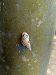 Drymaeus papyraceus