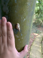Drymaeus papyraceus