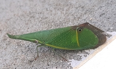 Odontoptera