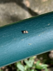 Salticinae