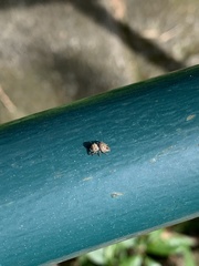 Salticinae