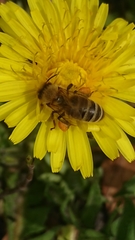 Apis mellifera
