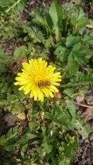 Apis mellifera