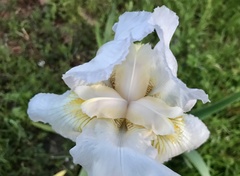 Iris × hybrida