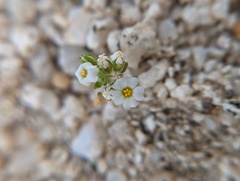 Linanthus maculatus emaculatus