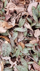 Erythronium americanum