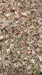 Erythronium americanum