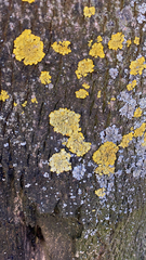 Xanthoria parietina