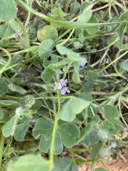 Trifolium israeliticum