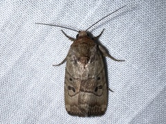 Elaphria fuscimacula