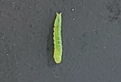 Peridea basitriens