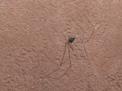 Crossopriza