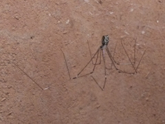 Crossopriza