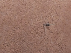 Crossopriza