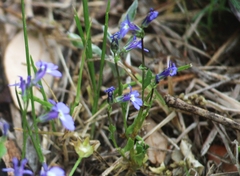 Lobelia berlandieri