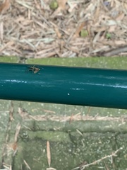 Castianeirinae