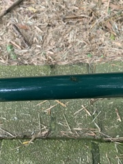Castianeirinae