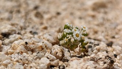 Linanthus maculatus emaculatus