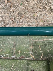 Castianeirinae