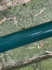 Castianeirinae