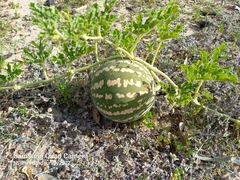 Citrullus colocynthis