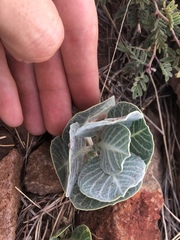 Asclepias nummularia