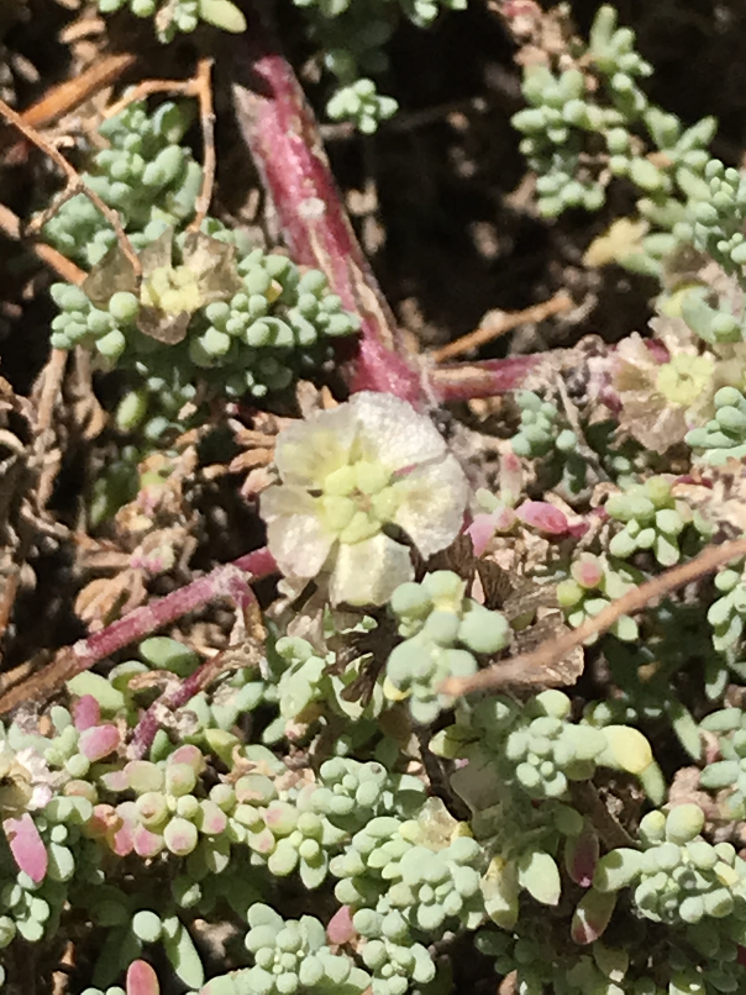 Maireana brevifolia