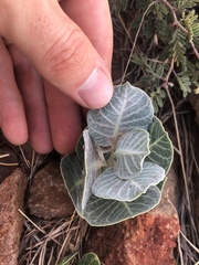 Asclepias nummularia