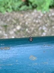 Mopiopia