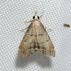 Diplopseustis