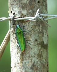 Chrysochroa fulminans praelonga