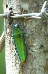 Chrysochroa fulminans praelonga