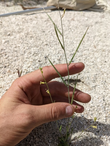 Payson's jewelflower (Caulanthus simulans)