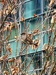 Passer domesticus